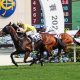 SHa Tin
