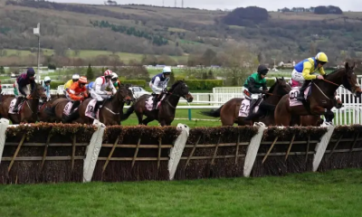 Boodles Juvenile